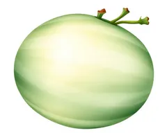 Kalahari Melon